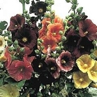 Althaea filicifolia Antwerp Mixed 1 packet