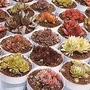 Cacti & Succulents : Mixed Hybrids 1 packet