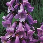 Paulownia tomentosa Imperialis 1 packet