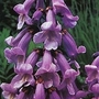 Paulownia tomentosa Imperialis 1 packet