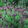 Lavandula Stoechas 1 packet (50 seeds)