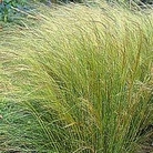 Grass - Ornamental : Stipa tenuissima Angel Hair 1 packet