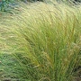 Grass - Ornamental : Stipa tenuissima Angel Hair 1 packet