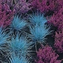 Festuca Glauca 1 packet (100 seeds)