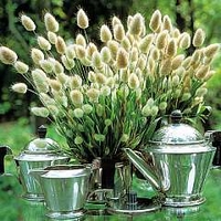 Grass - Ornamental : Lagurus ovatus 'Hare's Tail' 1 packet