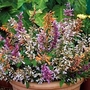 Agastache aurantiaca Fragrant Mixed 1 packet