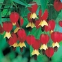 Abutilon Megapotamicum 1 plant in 9cm pot