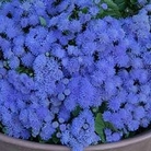 Ageratum Blue Danube 120 mini-plugs + 30 FREE