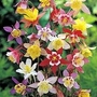 Columbine McKana Hybrids 6 plants