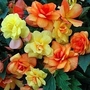Begonia Apricot Shades F1 20 plants