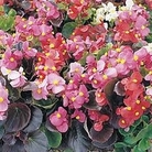Begonia Organdy Mixed F1 120 mini-plugs + 30 FREE