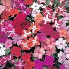 Impatiens Accent Mixed F1 72 plug plants + 12 FREE