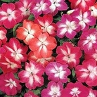 Impatiens Stardust Mixed 120 mini-plugs + 30 FREE