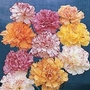 Dianthus Hardy Mixed 72 plug plants + 12 FREE