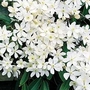 Clematis armandii 1 plant in 9cm pot