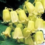 Clematis rehderiana 2 plants in 7cm pots + 1 FREE