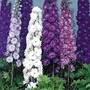 Delphinium New Zealand Doubles Mixed 5 plants in 5cm pots