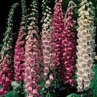 Digitalis Excelsior Hybrids 6 plants