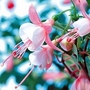Fuchsia Ginger (Shadow Dancers) 3 plants + FREE 100g Fertiliser