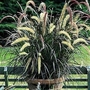 Grass - Red Fountain Grass 3 plants in 9cm pots