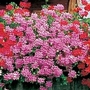 Geranium Balcon Pink 18 plants + FREE Fertiliser