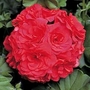 Geranium Rosebud - Sybil Red 12 plants + FREE Fertiliser