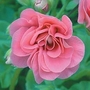 Geranium Rosebud - Sybil Pink 12 plants + FREE Fertiliser