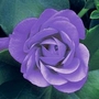 Geranium Rosebud - Sybil Blue 12 plants + FREE Fertiliser