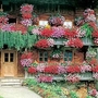 Geranium Balcon Collection 18 plants - 6 of each + FREE Fertiliser