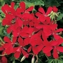 Geranium Balcon Red 18 plants + FREE Fertiliser