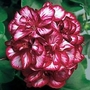 Geranium Beau Jangles Tom 12 plants + 6 FREE + FREE Fertiliser