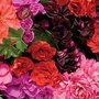 Geranium Rosebud - Sybil Collections 12 mixed plants + FREE Fertiliser