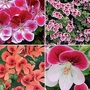 Geranium Angel Eyes Collection 12 plants - 3 of each + FREE Fertiliser
