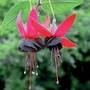 Fuchsia Roesse Blacky 12 plants + FREE Flower Pouch Pack + FREE 100g Fertiliser
