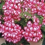 Geranium Happy Face Mex 12 plants + 2 FREE Hanging Baskets + FREE Fertiliser