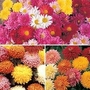 Chrysanthemum Bumper Pack 15 young plants