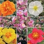 Rock Rose Collection 5 plants - 1 of each