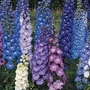 Delphinium New Zealand Hybrids 10 plants in 5cm pots