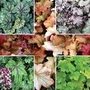 Heuchera Collection 10 plants - 2 of each