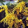 Mimosa - Acacia 2 plants in 9cm pots