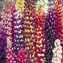 Lupin Tutti Frutti™ 5 plants in 5cm pots