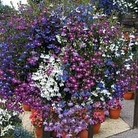 Lobelia Cascade Mixed 84 plug plants