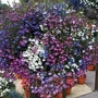 Lobelia Cascade Mixed 84 plug plants