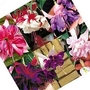 Lucky Dip - Fuchsia 3 Lucky Dips - Fuchsia