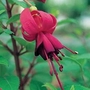 Fuchsia Dorothy Clive 3 plants + FREE 100g Fertiliser