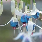 Fuchsia Delta's Sarah 6 plants + FREE 100g Fertiliser