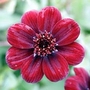 Cosmos Chocamocha (Dwarf) 6 young plants + 3 FREE