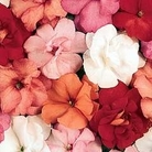 Impatiens Fanciful F1 Fruit Cocktail 90 mini-plugs + 10 FREE