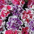 Petunia Orchid Picotee Mixed F1 100 mini-plugs + 10 FREE