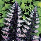 Athyrium Ursula's Red 1 young plant + 1 FREE
